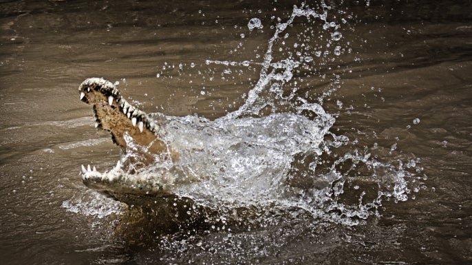 Farmer survives crocodile attack by biting back