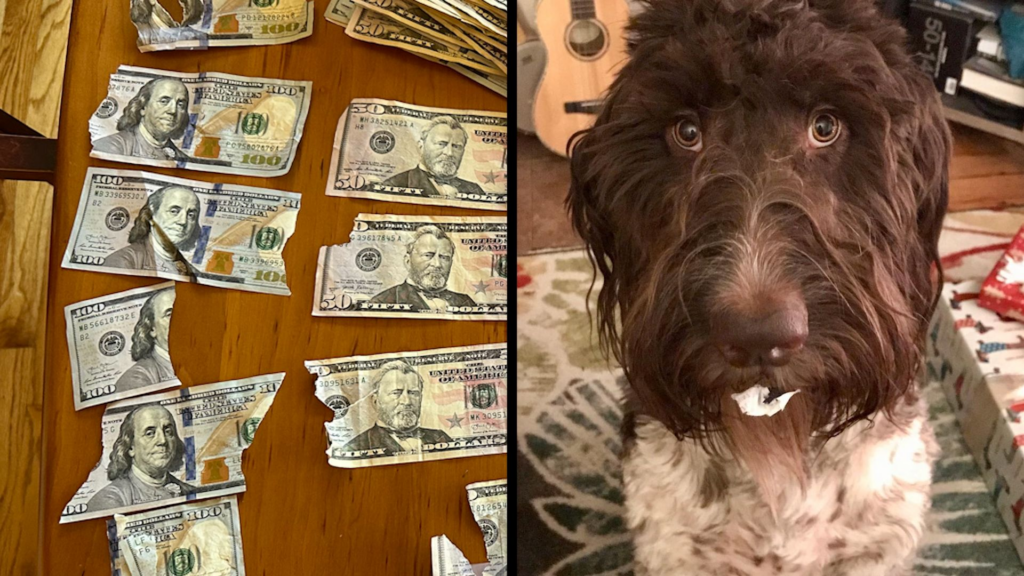 Dog chews up to $4,000 of owners cash