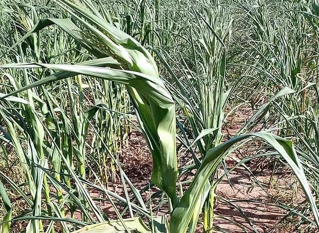 Food shortage looms as lack of rains affects crop production, leaves farmers distraught