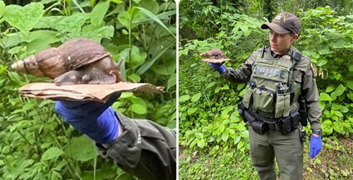 Giant invasive African snail found in New York: Authorities race to contain threat