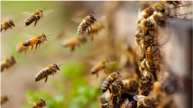 PHOTOS: Three hospitalised after bees attack in Akete