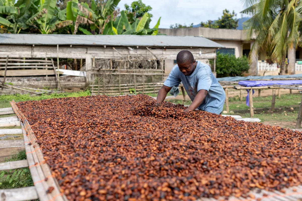 Government increases producer price of cocoa by 45% for 2024/25 crop season