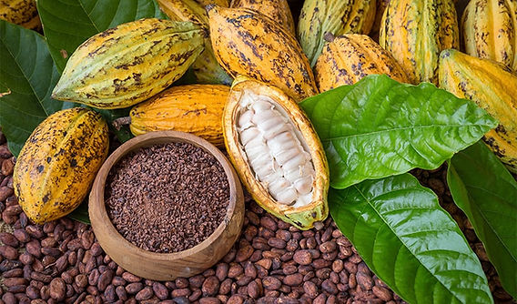 President Mahama introduces Tertiary Education Scholarship Scheme for children of cocoa farmers
