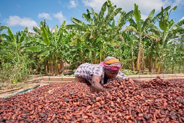 Cocoa farmers reject new producer price; warn of escalating smuggling to Ivory Coast