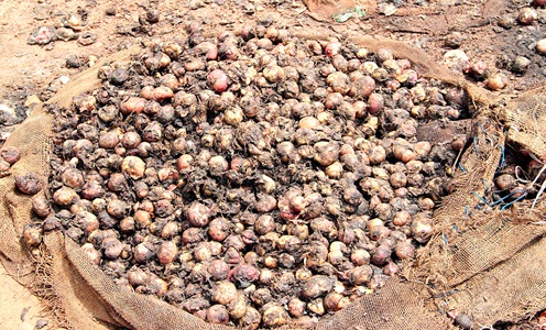 GHghs3.1m worth of onions rot at Adjen Kotoku market