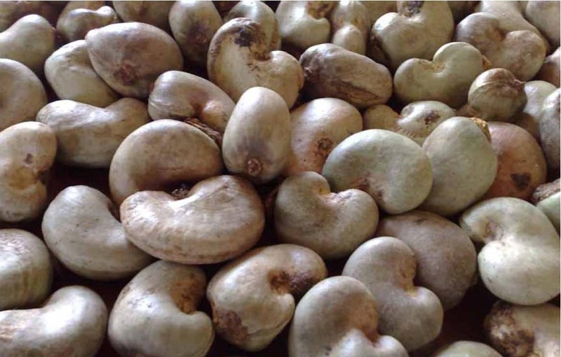 Gov’t approves GHS12 minimum price for raw cashew nuts for 2025/2026 season