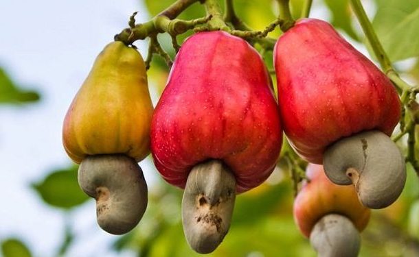 Bono chiefs call for cashew board to stabilise prices and protect farmers