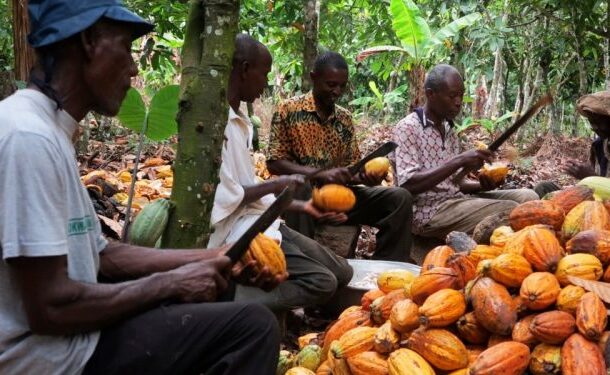 Cocoa Farmers demand immediate payments from COCOBOD