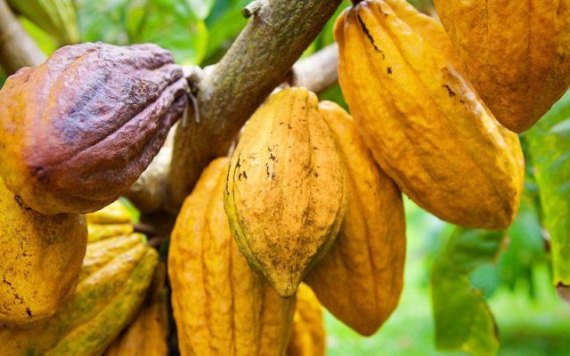 COCOBOD: Management salaries are reduced by up to 20% for the remainder of the 2025/2026 crop year COCOBOD: Management salaries are reduced by up to 20% for the remainder of the 2025/2026 crop year