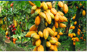 2025/2026 Crop Season: Producer price of cocoa slashed from 3,625 cedis to 2,587 cedis 2025/2026 Crop Season: Producer price of cocoa slashed from 3,625 cedis to 2,587 cedis