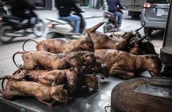 ‘Ban cat and dog meat to protect public health in Ghana’ – Institute of Community Sustainability