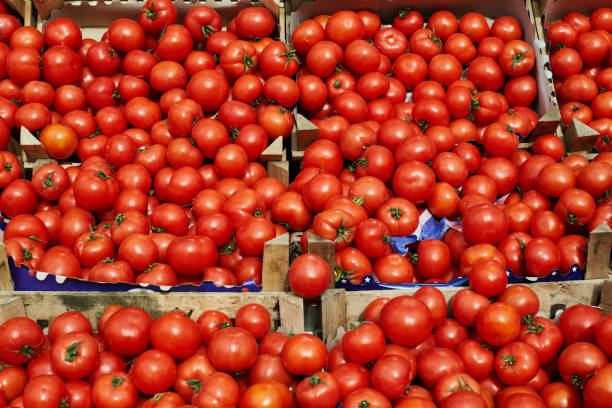 Ghana’s tomato supply under threat as Burkina Faso export ban exposes food dependency Ghana’s tomato supply under threat as Burkina Faso export ban exposes food dependency
