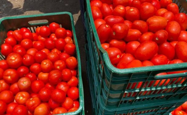 Traders urge government to act as tomato export ban drives prices up Traders urge government to act as tomato export ban drives prices up