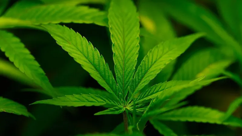 Trump administration officially moves to reclassify marijuana as less dangerous substance