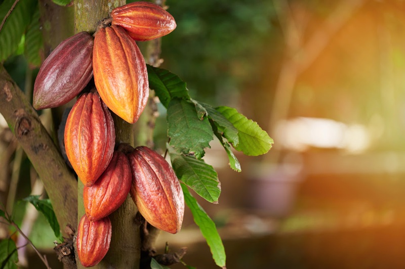 $1b cocoa financing plan to deepen domestic bond market — BoG
