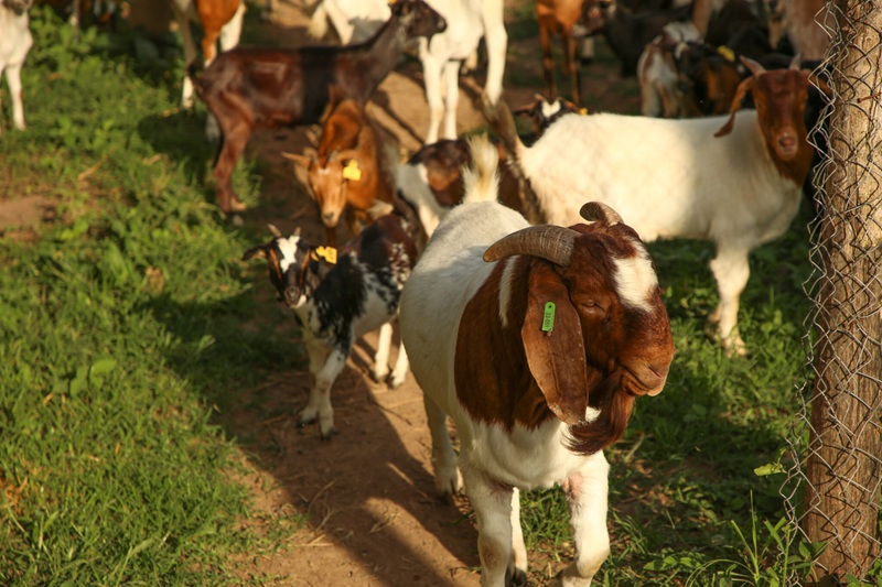 Agric Ministry warns against unauthorized livestock markets ahead of Eid Agric Ministry warns against unauthorized livestock markets ahead of Eid
