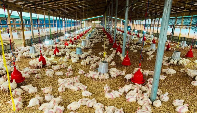 Nkokɔ Nkitinkiti: Gov’t begins procuring birds to support MPs in poultry farming – Agric Minister