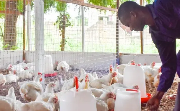 Poultry prices could rise before Christmas as feed and freight costs climb Poultry prices could rise before Christmas as feed and freight costs climb